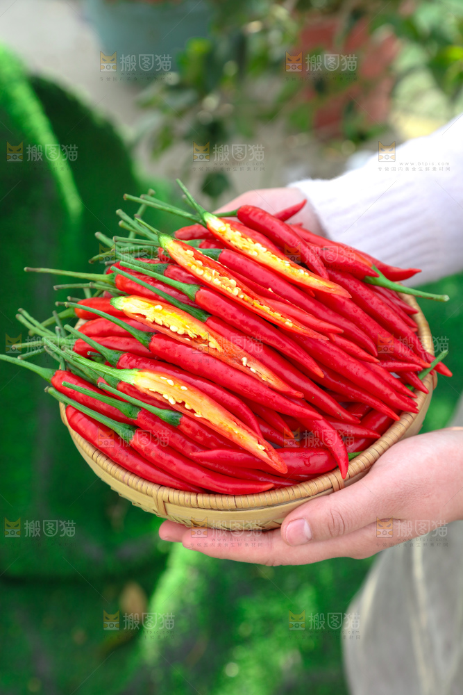 小米辣