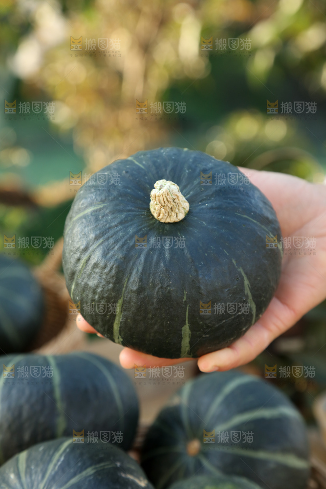 贝贝南瓜