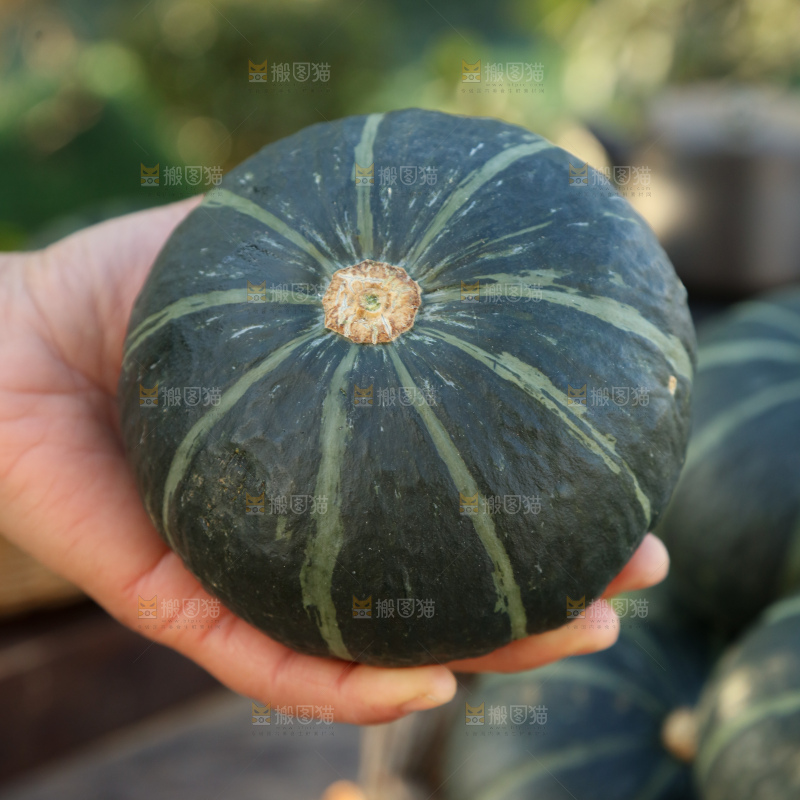 贝贝南瓜