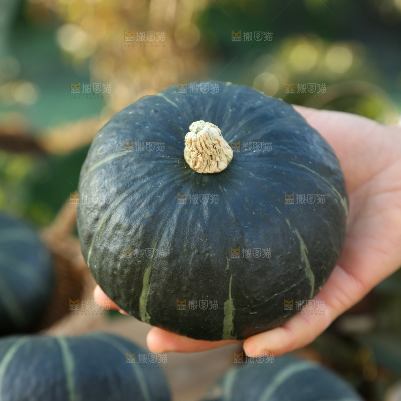 贝贝南瓜