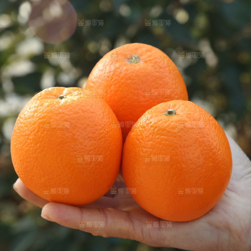 纽荷尔脐橙