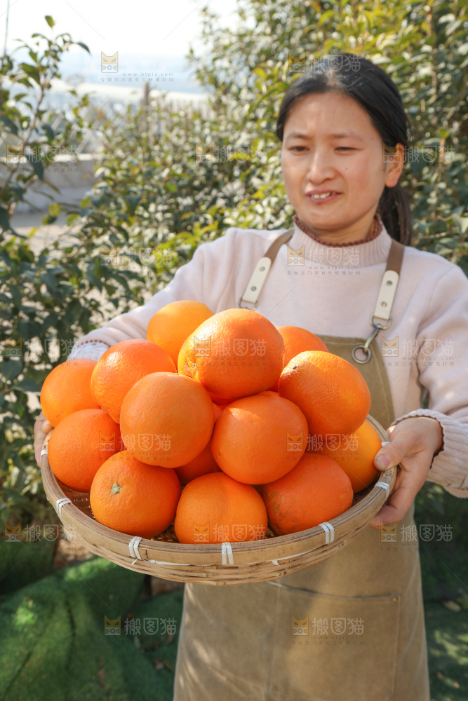 纽荷尔脐橙