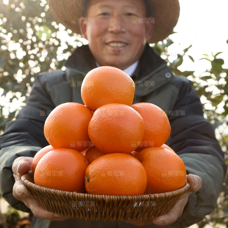 纽荷尔脐橙