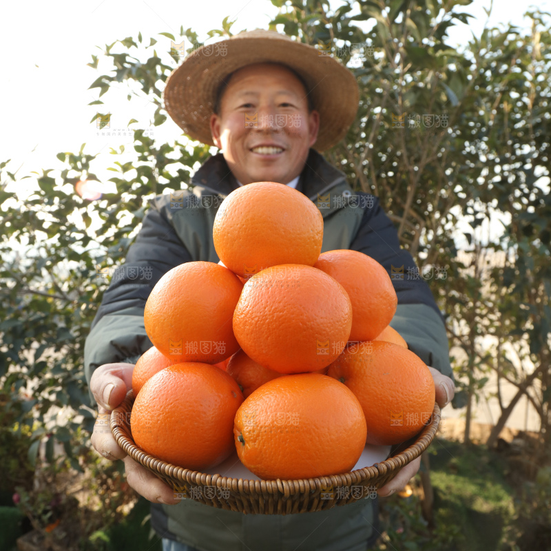纽荷尔脐橙