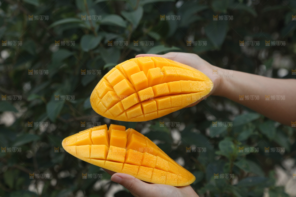 水仙芒