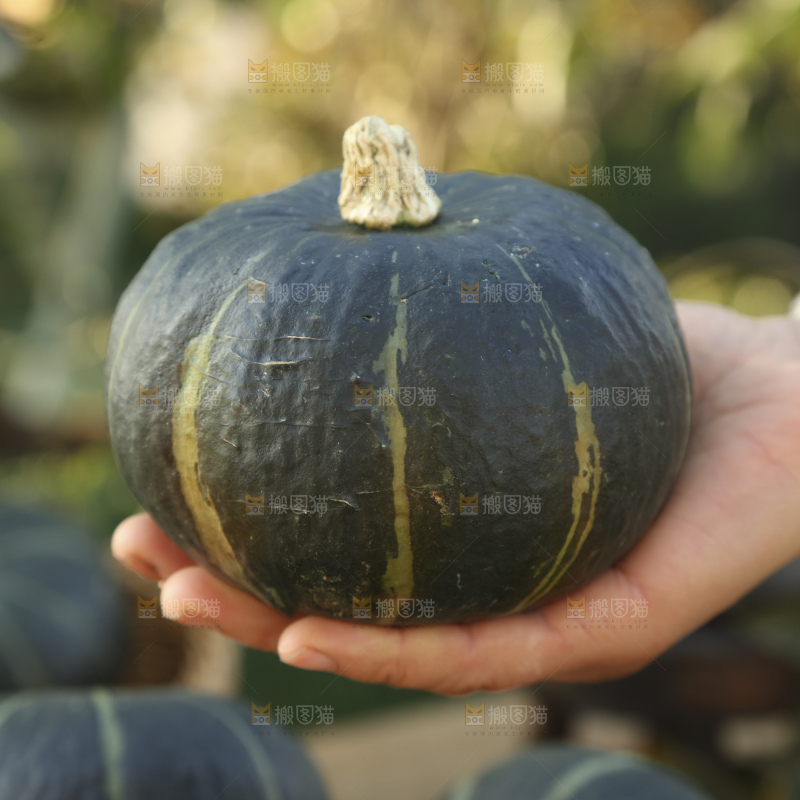 贝贝南瓜