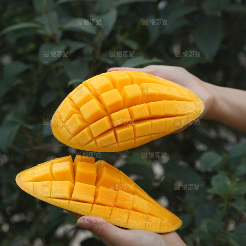 水仙芒