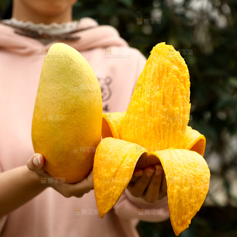 水仙芒