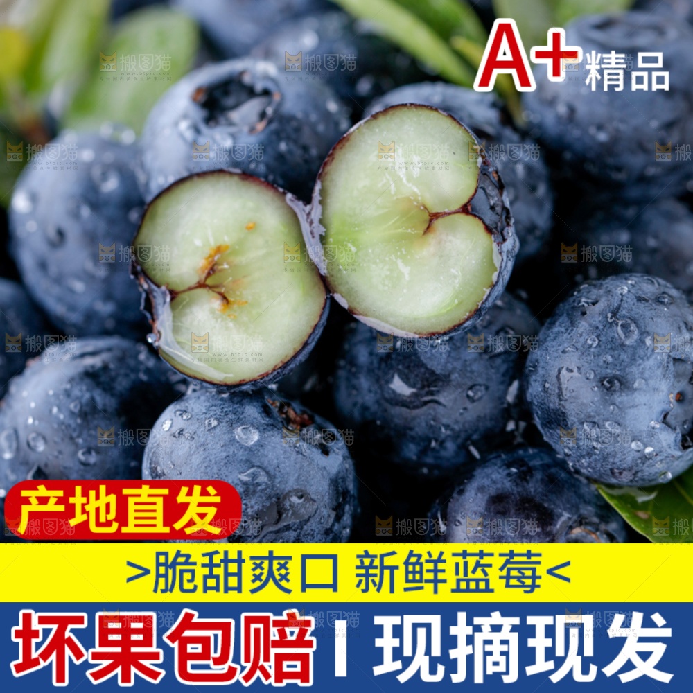 蓝莓主图