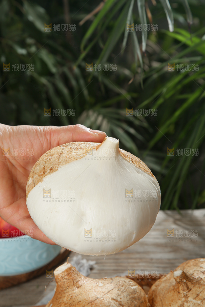 凉薯