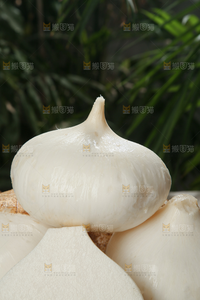 凉薯