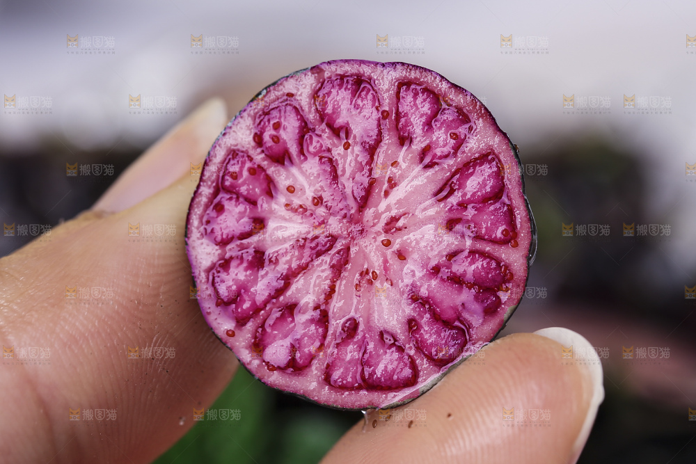 红果参