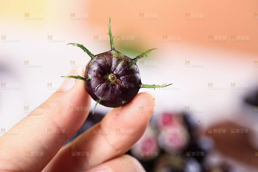 红果参