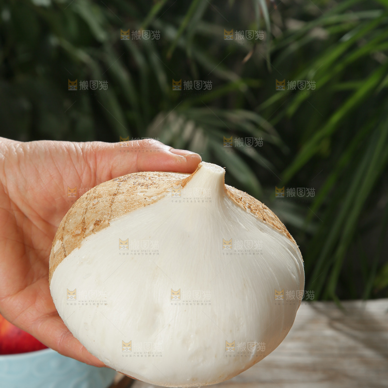 凉薯