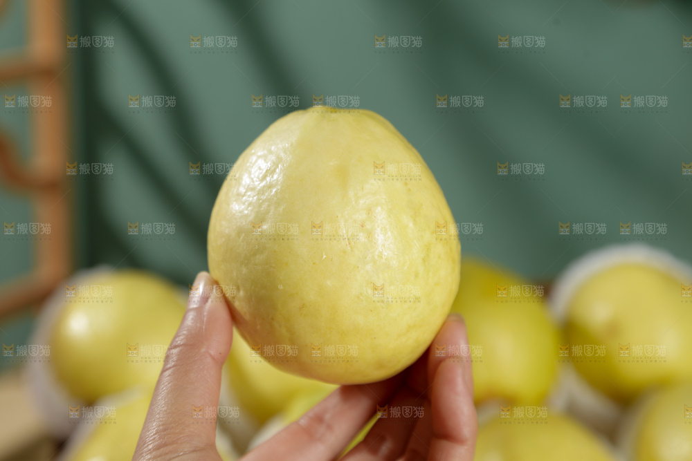 白心芭乐