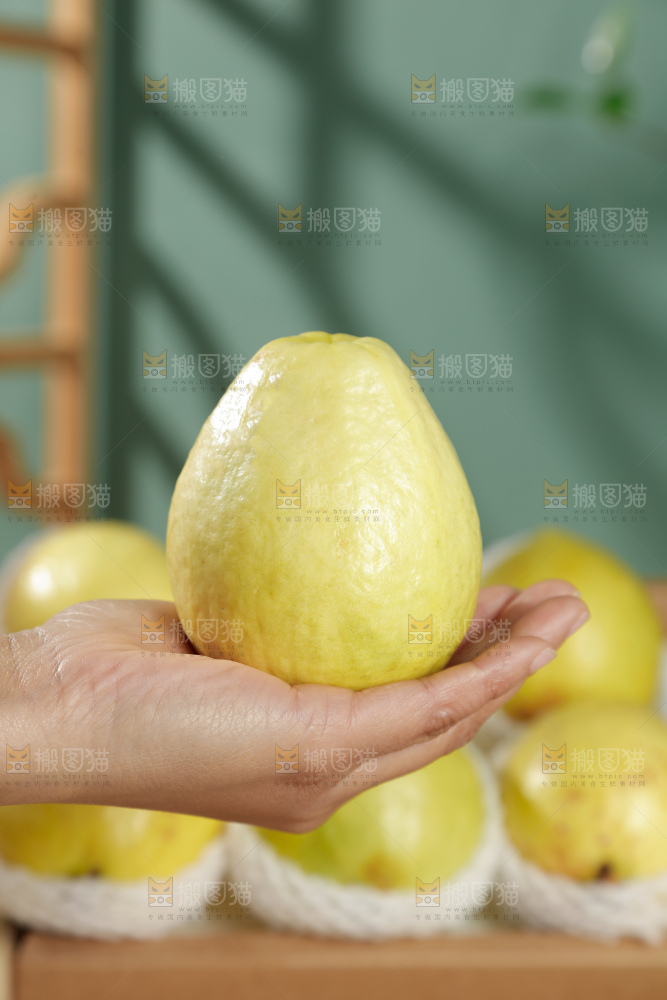 白心芭乐