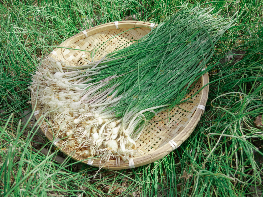 野葱