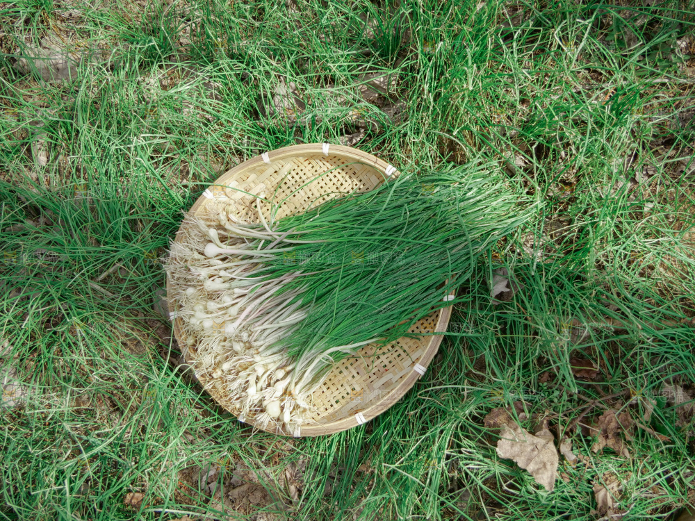 野葱