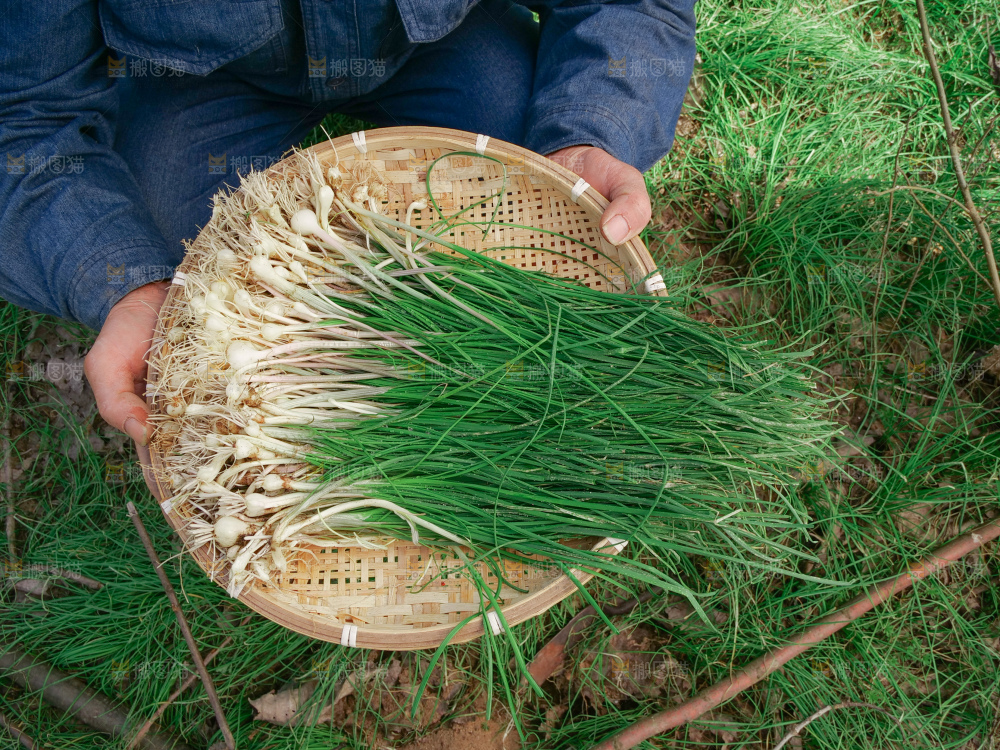 野葱