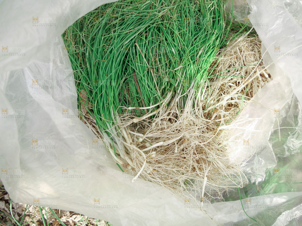 野葱