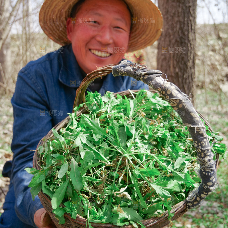 地菜