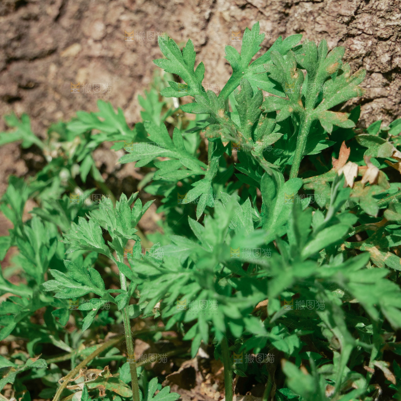 艾草