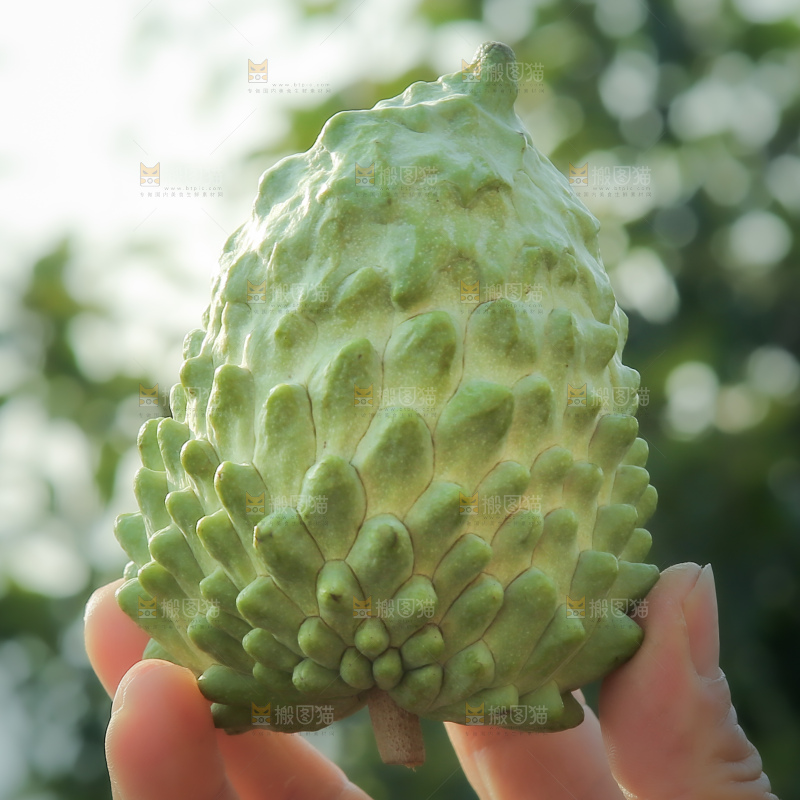 释迦果