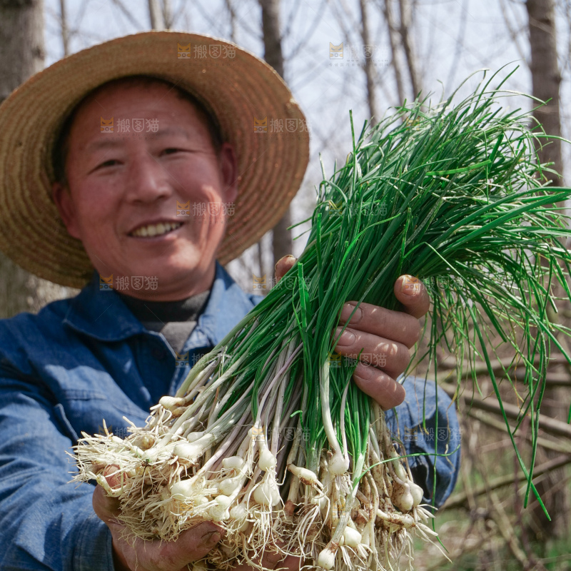 野葱