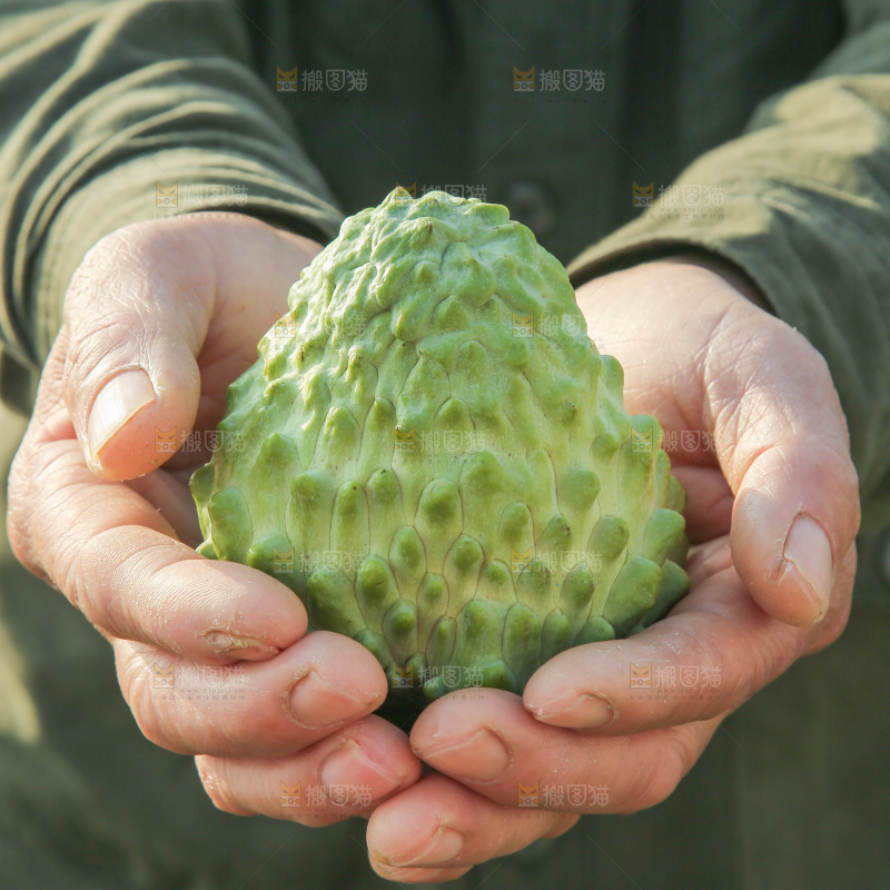 释迦果