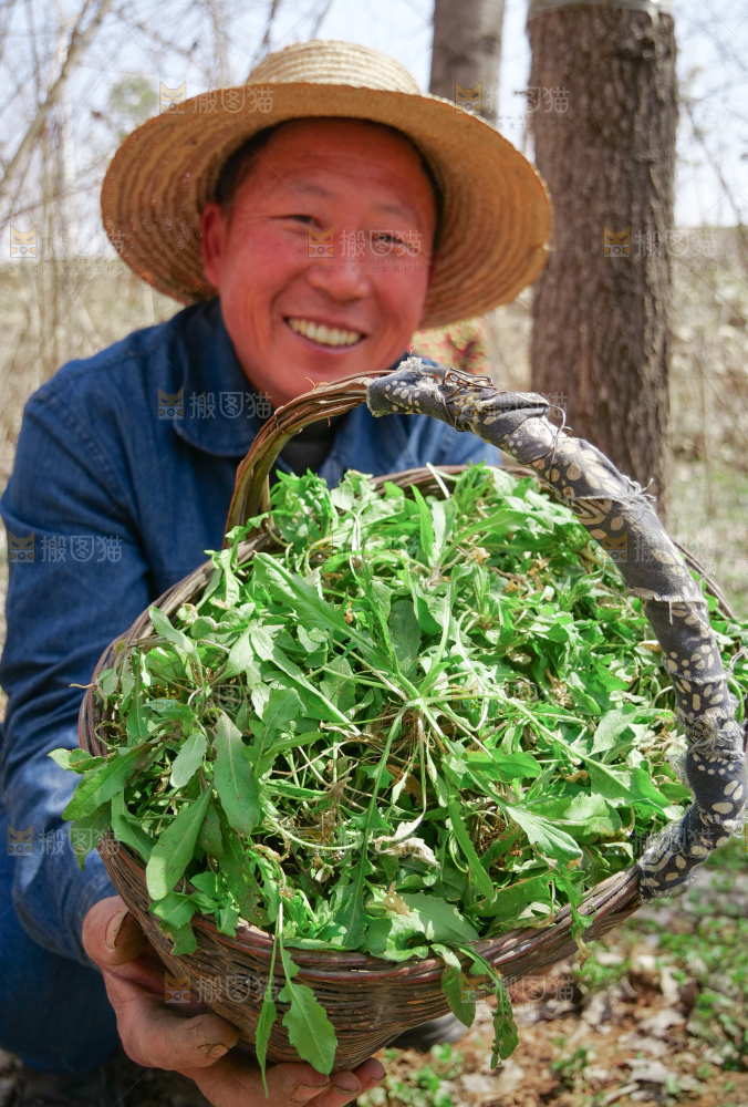 地菜