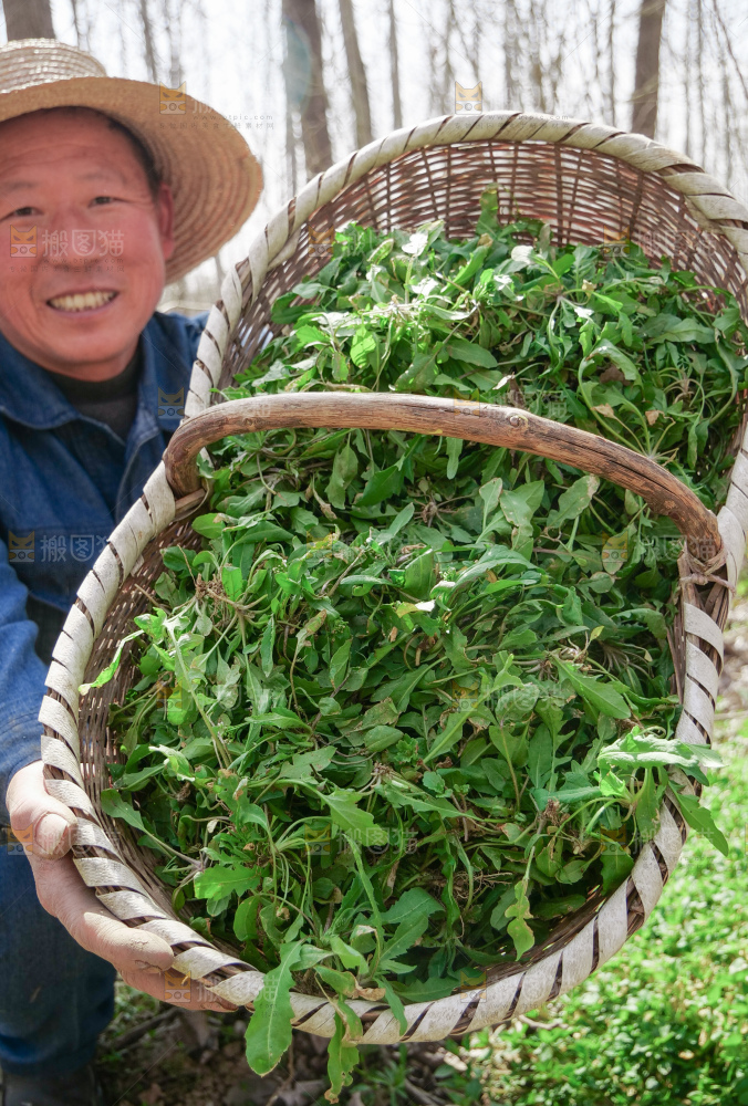 地菜