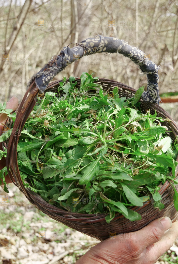 地菜