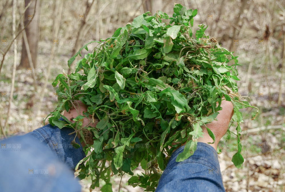 地菜