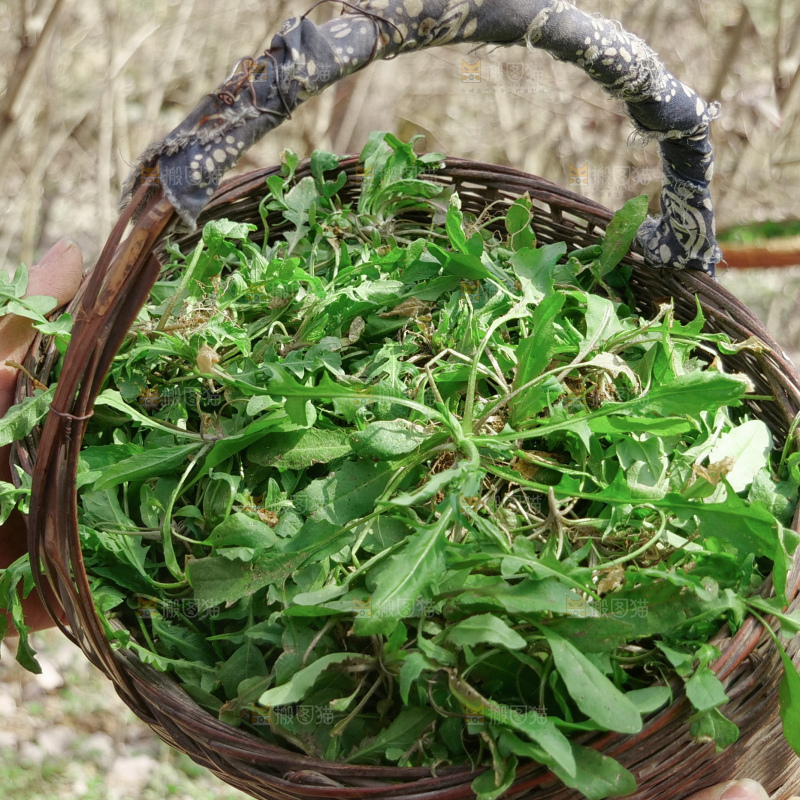 地菜