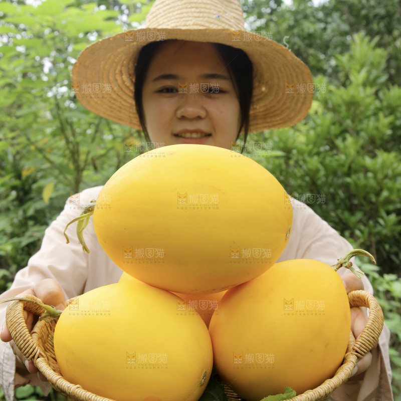 金美人蜜瓜