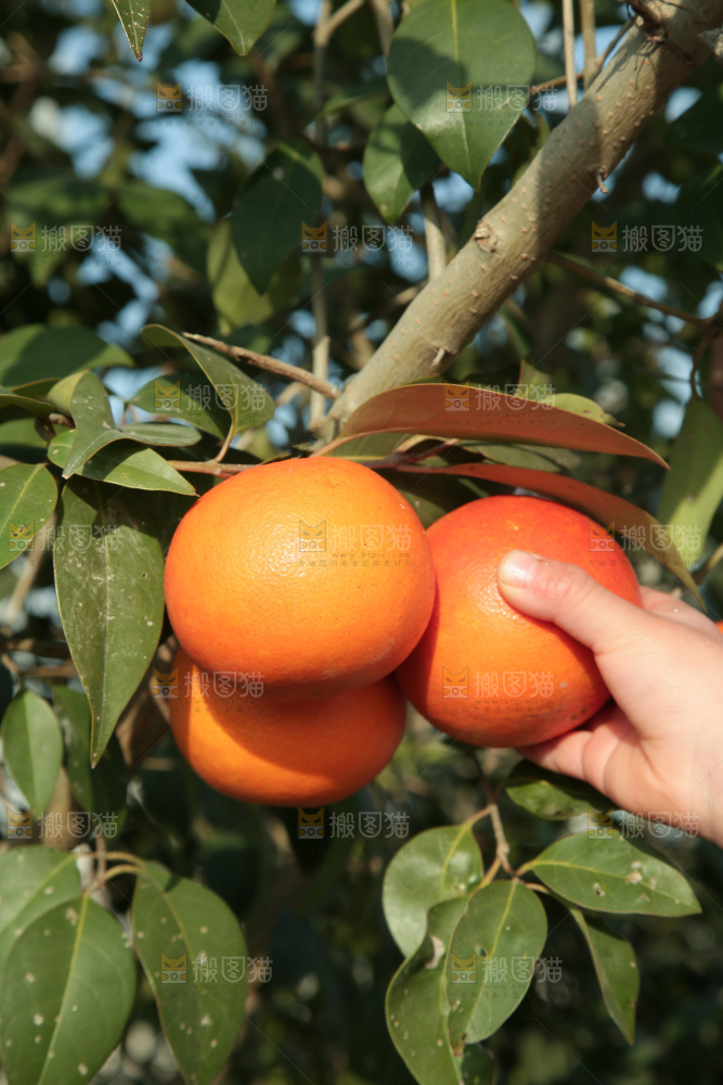 塔罗科血橙