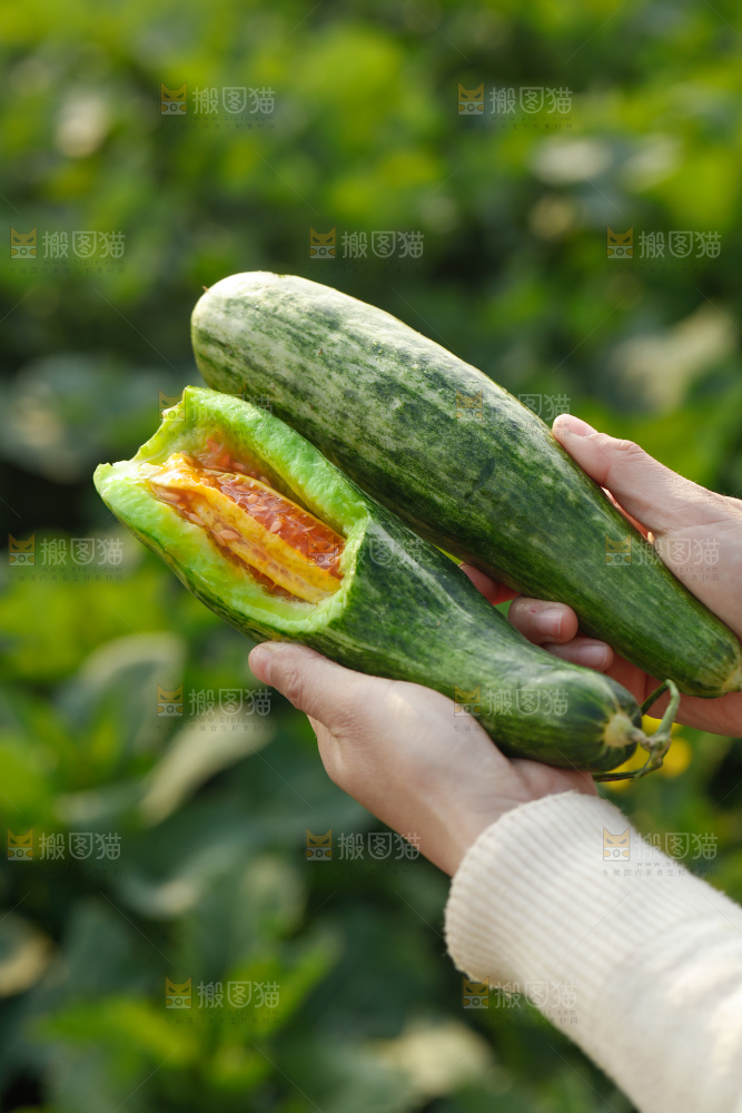 羊角蜜甜瓜