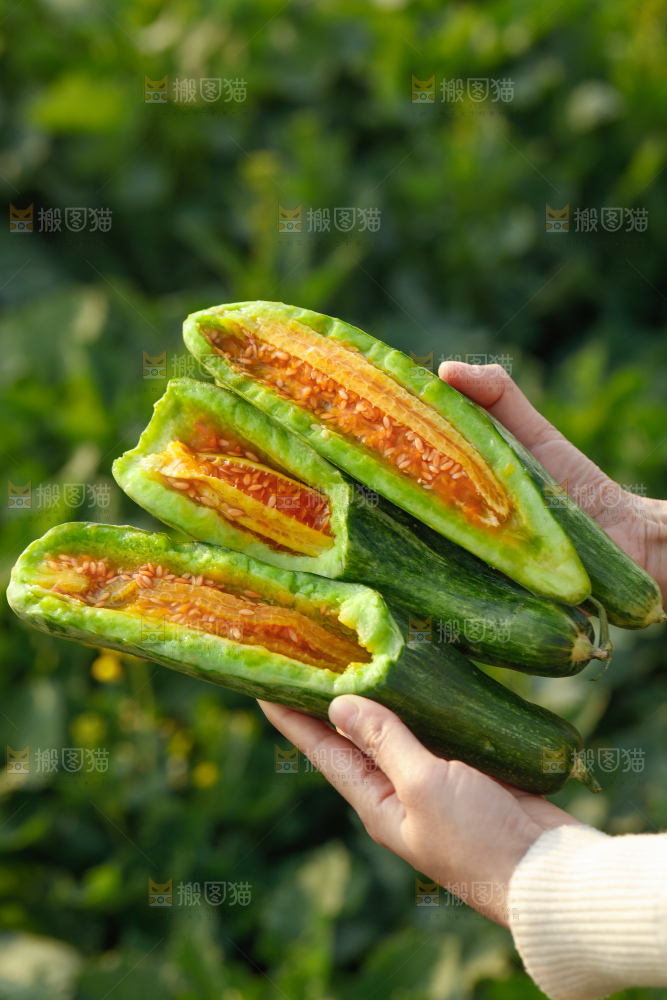 羊角蜜甜瓜
