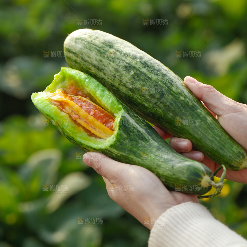 羊角蜜甜瓜