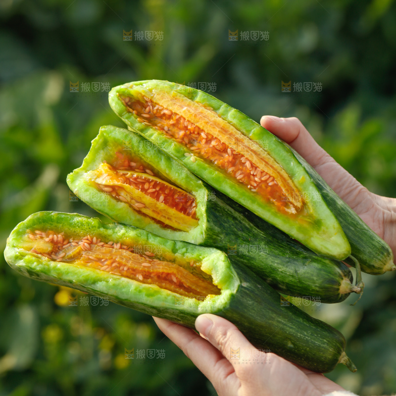 羊角蜜甜瓜