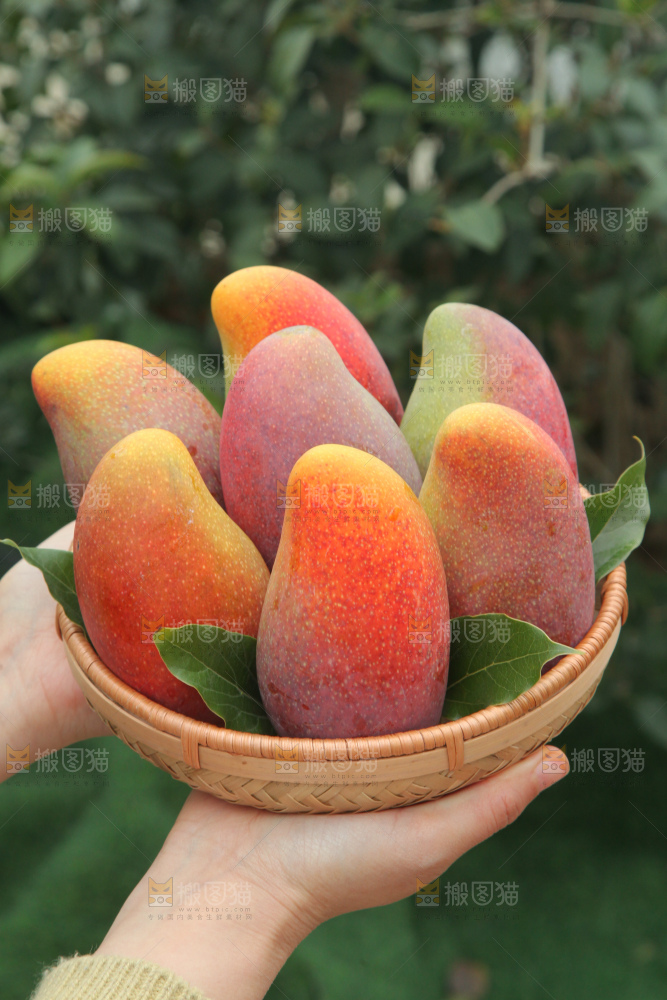 贵妃芒