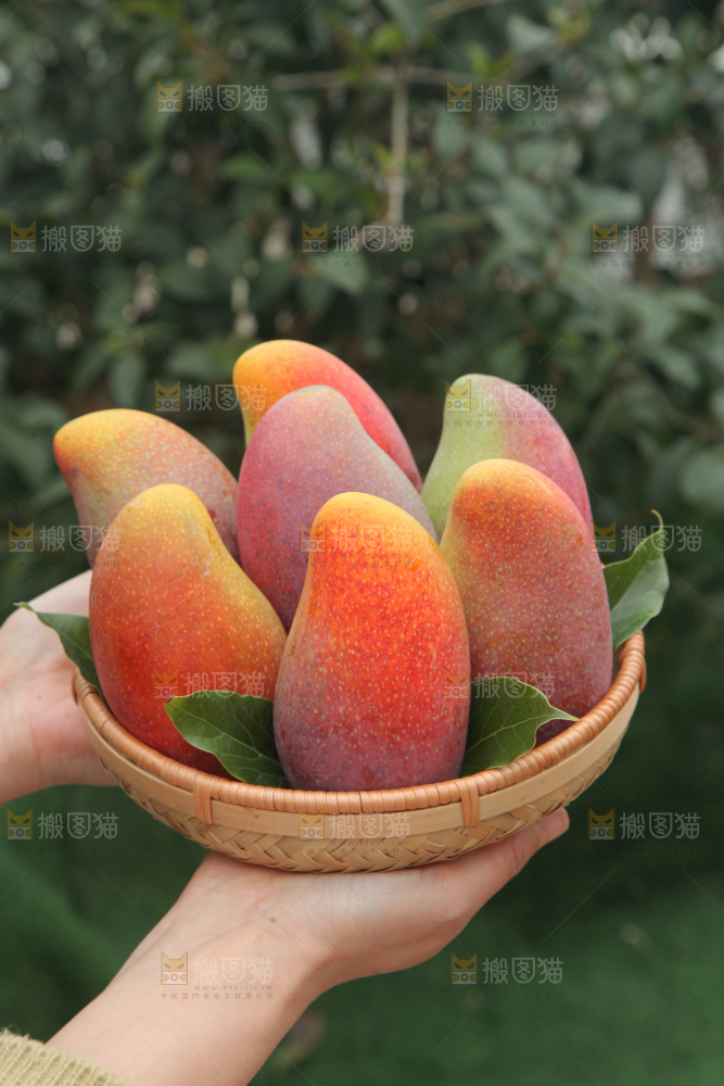 贵妃芒