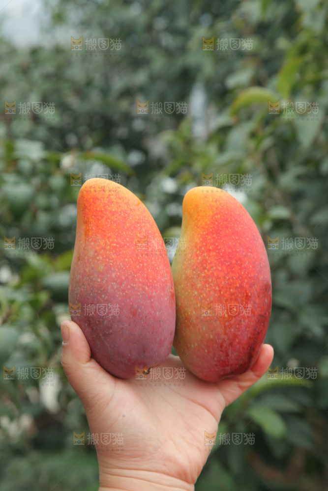 贵妃芒