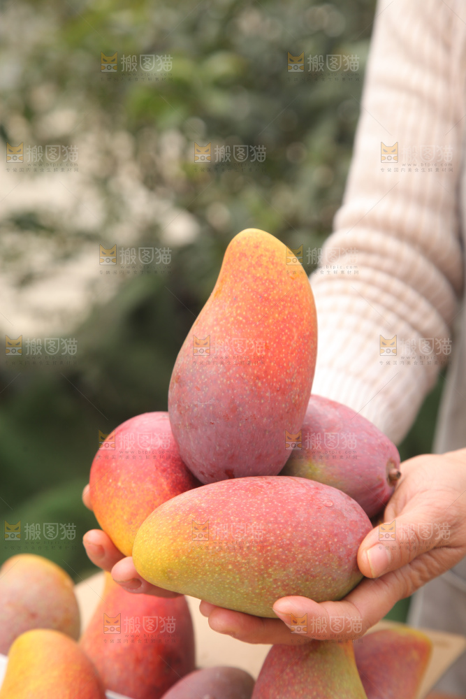 贵妃芒
