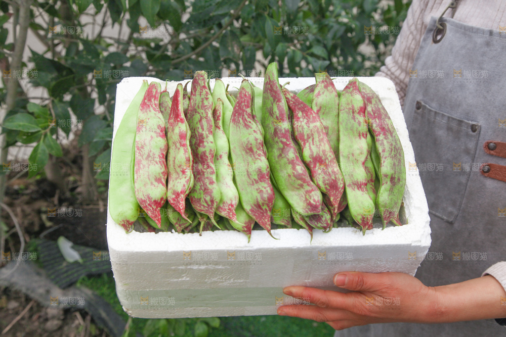 油豆角