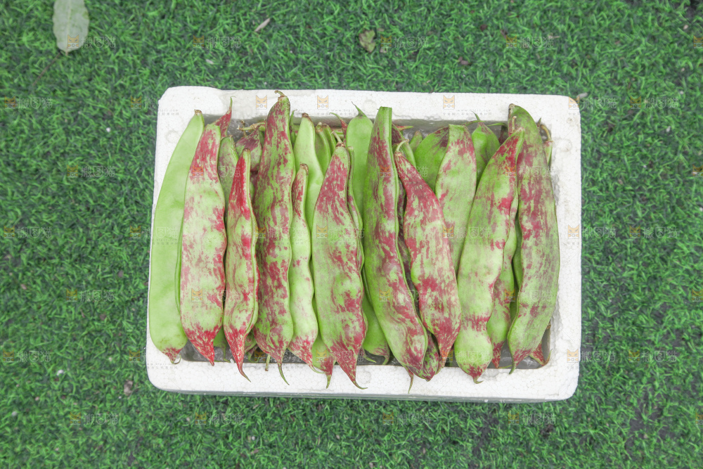 油豆角