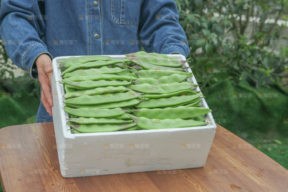 油豆角