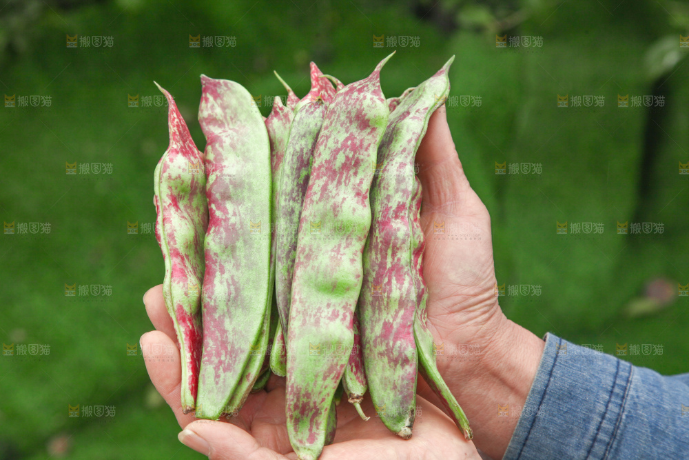 油豆角