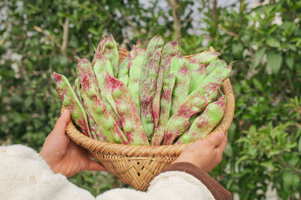 油豆角
