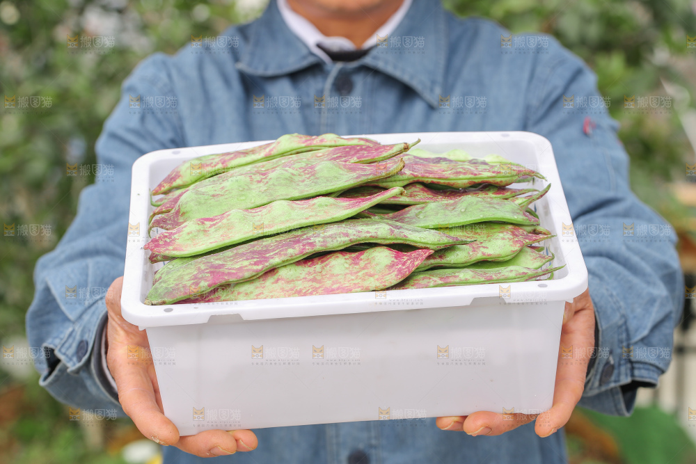 油豆角